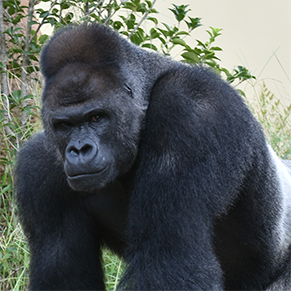 東山動植物園