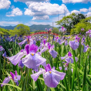 賀茂しょうぶ園 花しょうぶ祭り