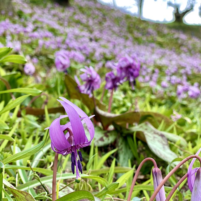 カタクリ山（豊橋市）